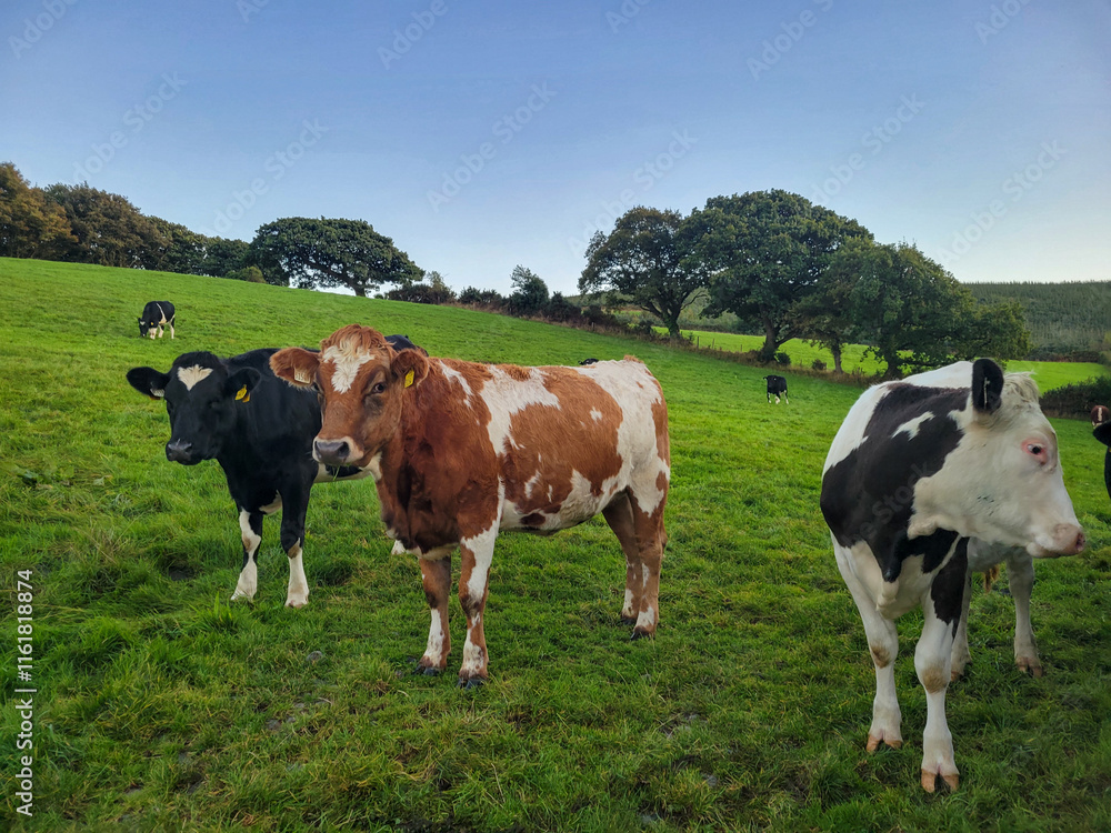 Cows in pasture under blue sky Cows in pasture under blue sky