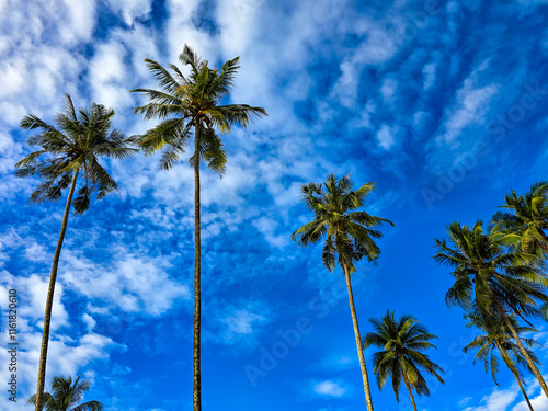 Tall palm trees reach upwards against a brilliant blue sky, dotted with fluffy white clouds. This serene landscape captures the essence of tropical paradise in Koh Kood, Thailand, inviting relaxation. photo