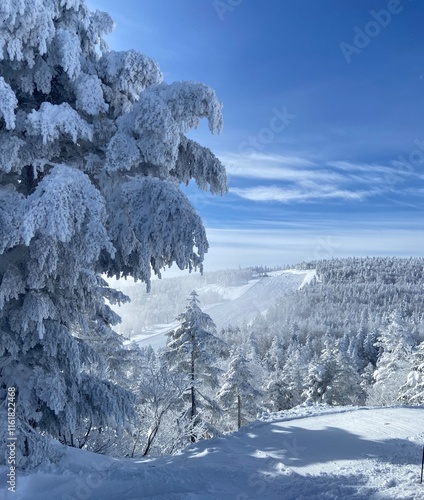 snow covered trees photo