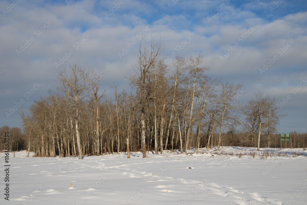 Fototapeta premium trees in snow