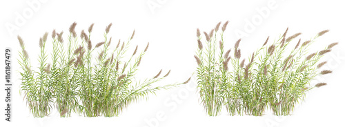 Reeds isolated on white background