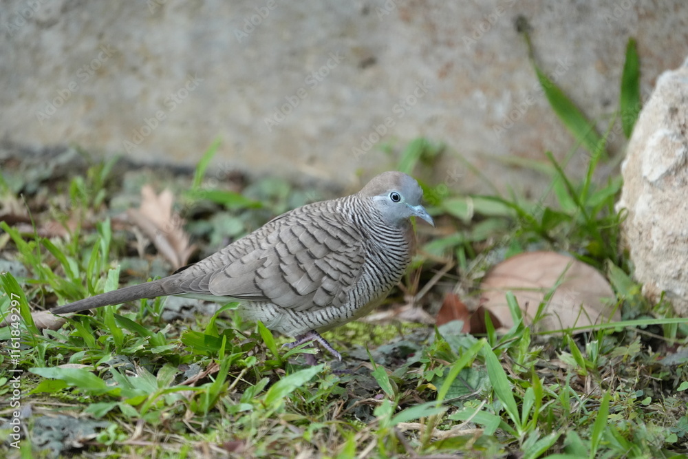 Fototapeta premium The Zebra Dove (Geopelia striata) is a small, attractive dove species known for its distinctive plumage, peaceful nature, and adaptability to urban environments.