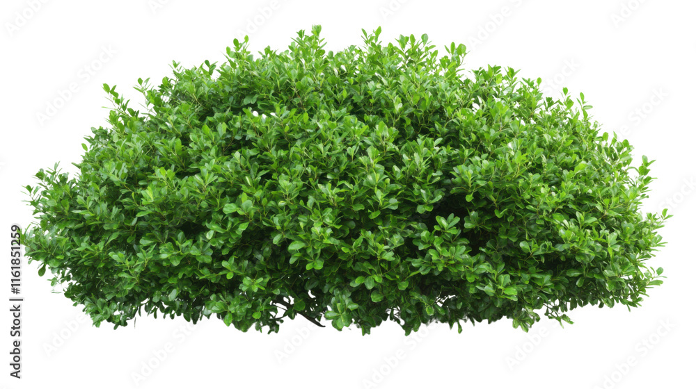 Green bush transparent background