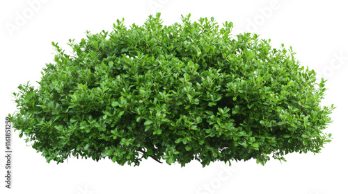 Obraz na płótnie Green bush transparent background w salonie