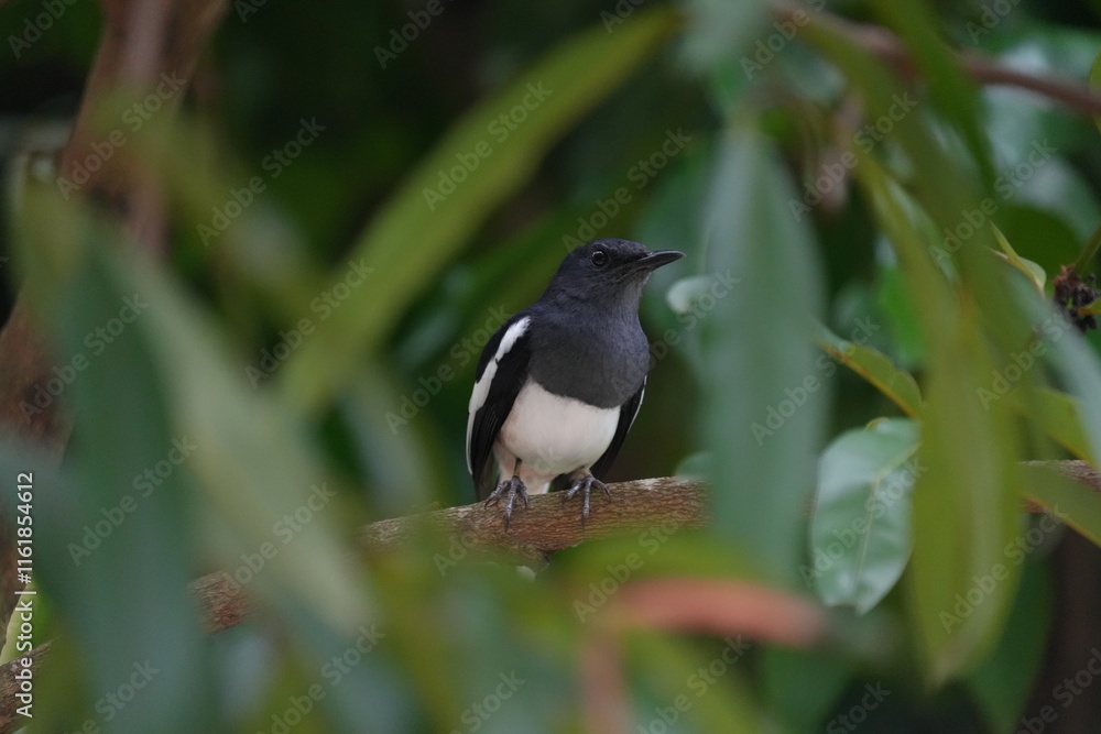 The Oriental Magpie Robin (Copsychus saularis) is a small, attractive songbird found across South and Southeast Asia. It is a member of the Musciapidae family