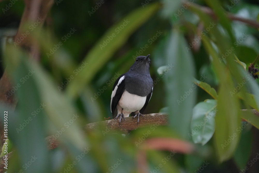 The Oriental Magpie Robin (Copsychus saularis) is a small, attractive songbird found across South and Southeast Asia. It is a member of the Musciapidae family The Oriental Magpie Robin (Copsychus saularis) is a small, attractive songbird found across South and Southeast Asia. It is a member of the Musciapidae family
