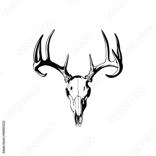 Deer skull hanging  vector