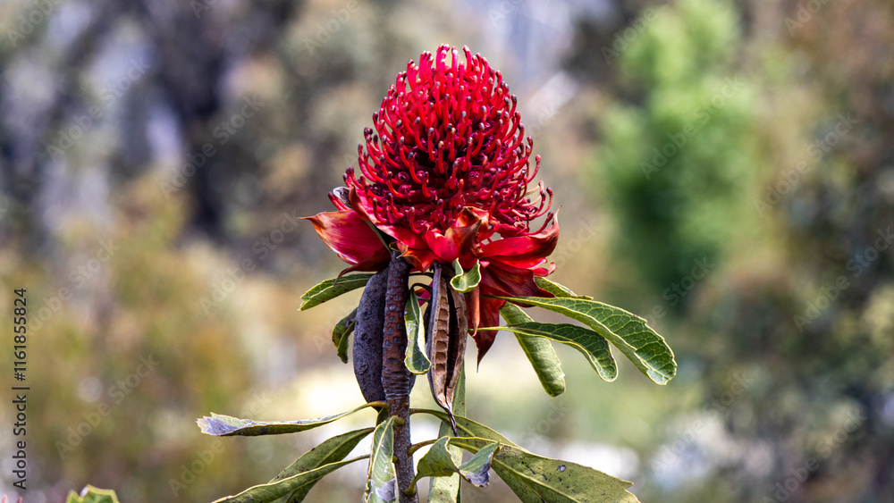 Fototapeta premium The Waratah - native Australian plant