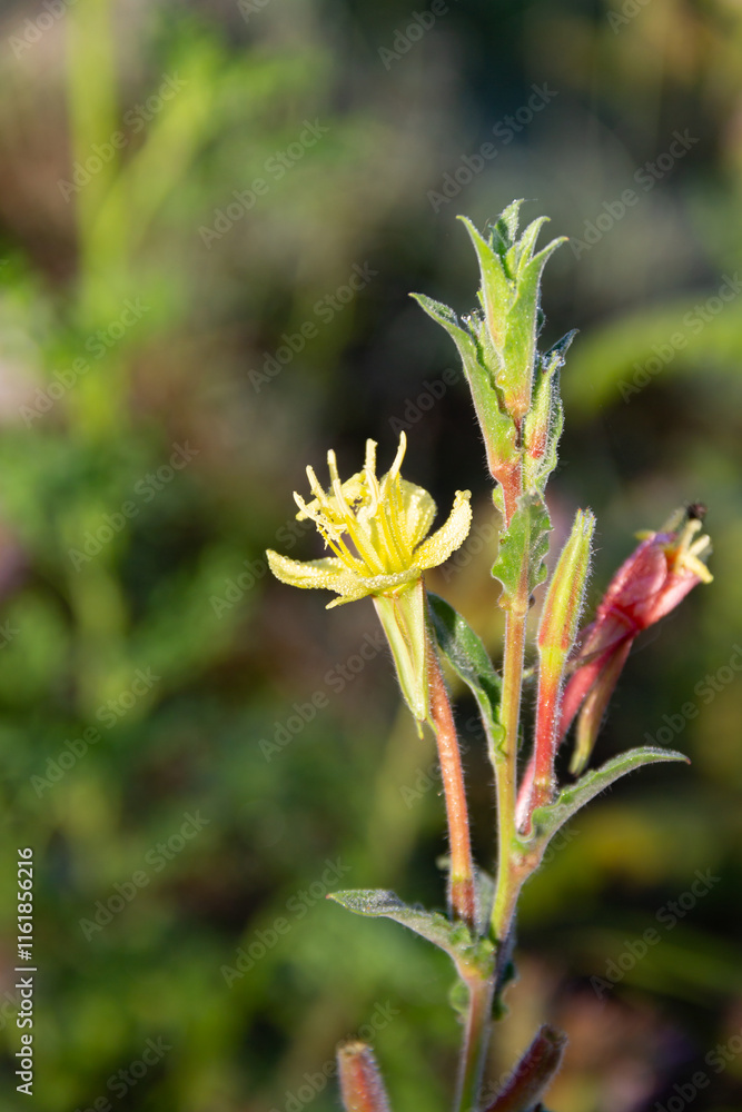 Oenothera rivadavia flower endemic herb of Argentina Oenothera rivadavia flower endemic herb of Argentina