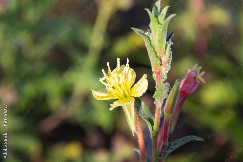 Oenothera rivadavia flower endemic herb of Argentina Oenothera rivadavia flower endemic herb of Argentina