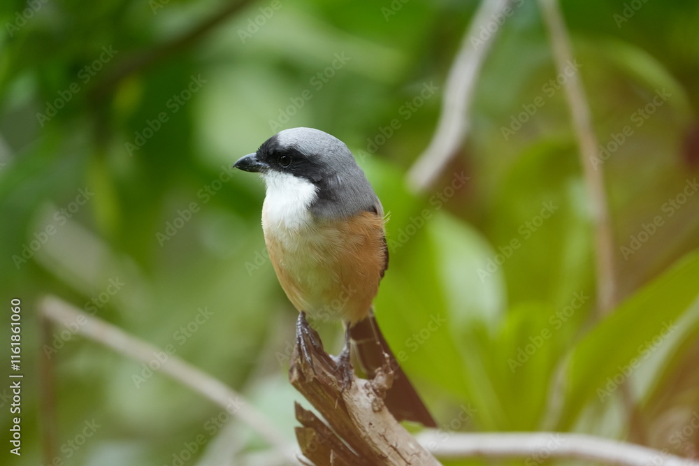Obraz premium The Grey-backed Shrike (Lanius tephronotus) is a medium-sized passerine bird belonging to the shrike family, Laniidae. It is admired for its sharp hunting skills and striking plumage
