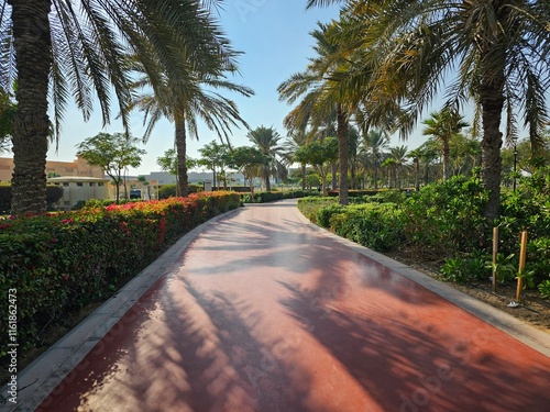 palm trees in the park
