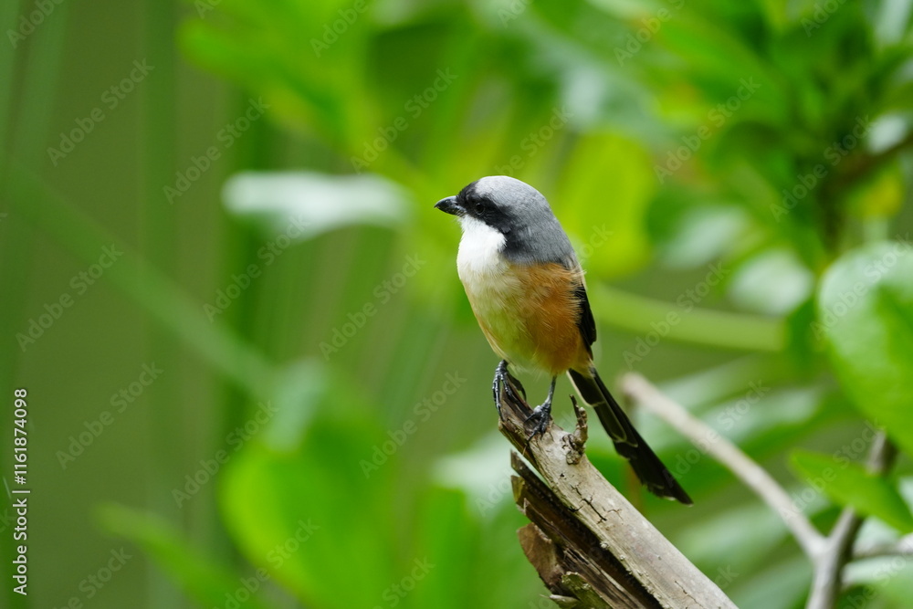 Fototapeta premium The Grey-backed Shrike (Lanius tephronotus) is a medium-sized passerine bird belonging to the shrike family, Laniidae. It is admired for its sharp hunting skills and striking plumage