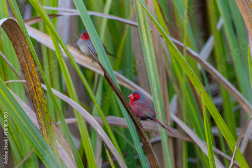 a front view of a male crimson finch perching on long grass at tyro wetlands at ingham of qld, australia photo