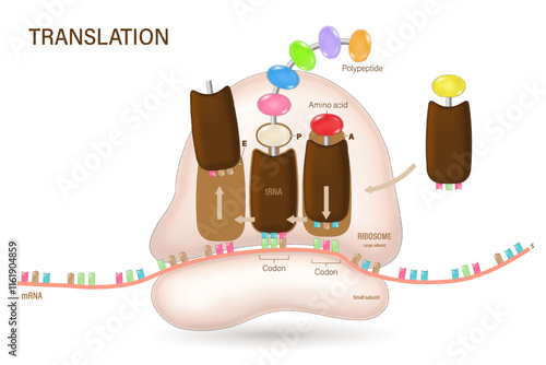 Protein synthesis vector. mRNA translation in a ribosome. Ribosome structure and anatomy.
