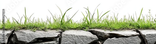 Grass growing on cracked stone, white isolated background. photo