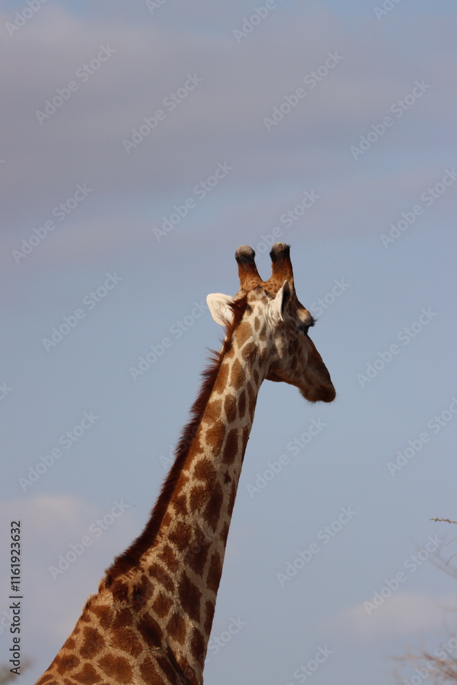 Fototapeta premium Portrait Giraffe in the wild