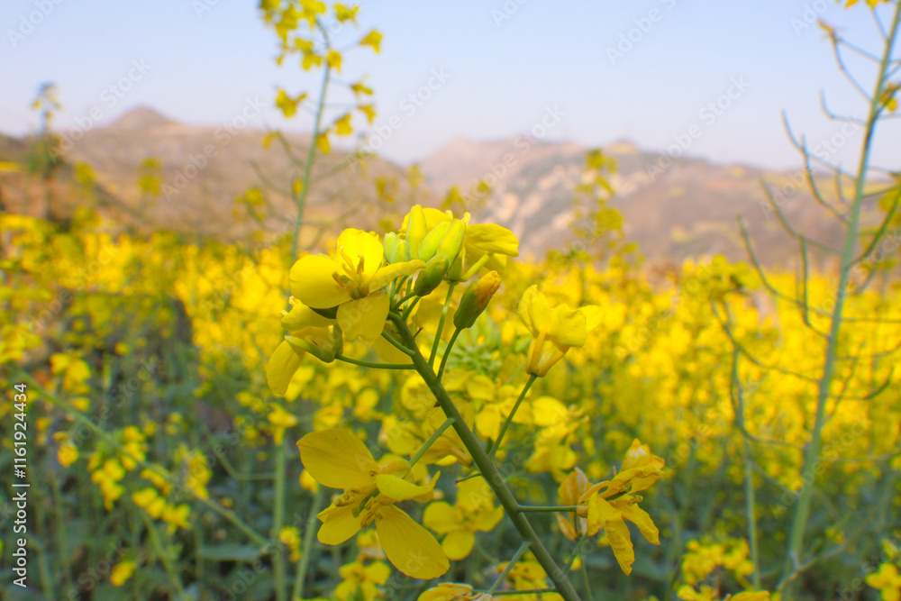 beautiful yellow rapeseed flowers , a blooming field with rapeseed against a blue sky with clouds The Golden Canola Fields of China. The rapeseed flowers are in full bloom, Luoping becomes an ocean of beautiful yellow rapeseed flowers , a blooming field with rapeseed against a blue sky with clouds The Golden Canola Fields of China. The rapeseed flowers are in full bloom, Luoping becomes an ocean of
