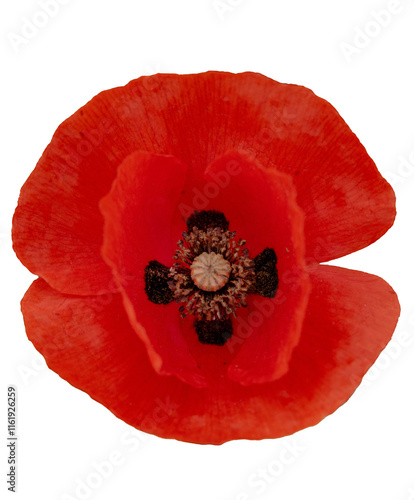 Fleur de coquelicot en gros plan détouré. photo