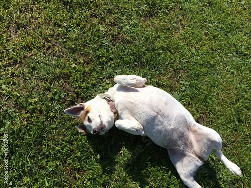 Photography Rat terrier dog showing belly