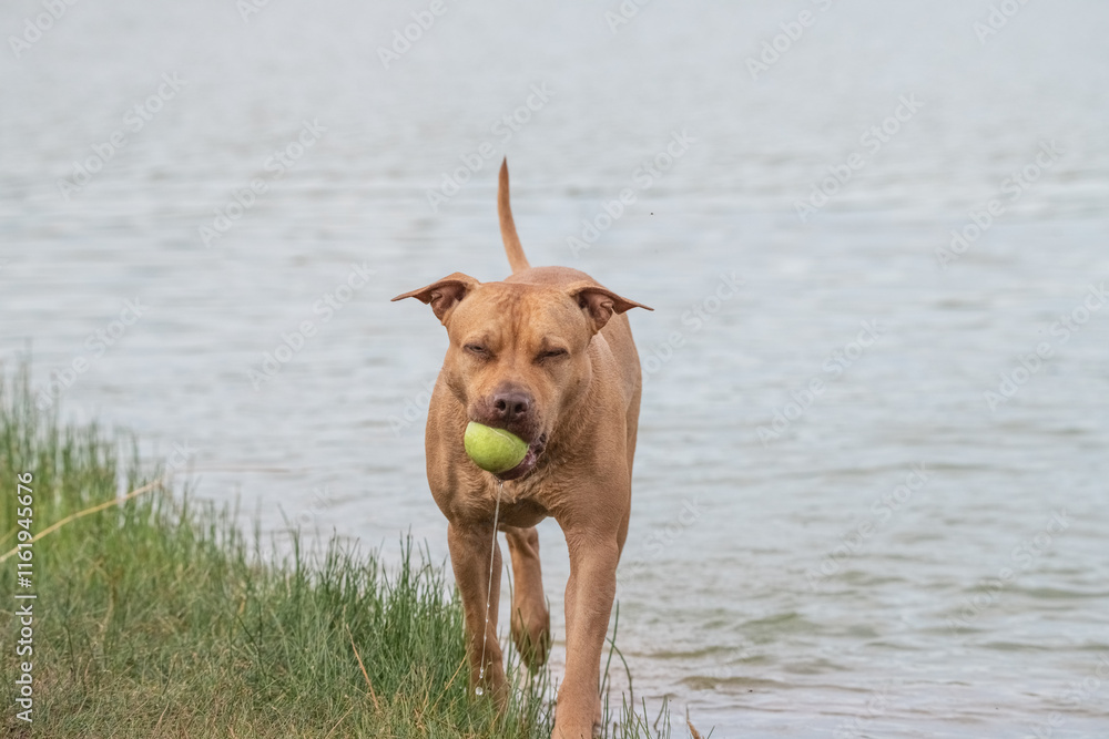 Beautiful purebred dog outdoors in summer. Beautiful purebred dog outdoors in summer.