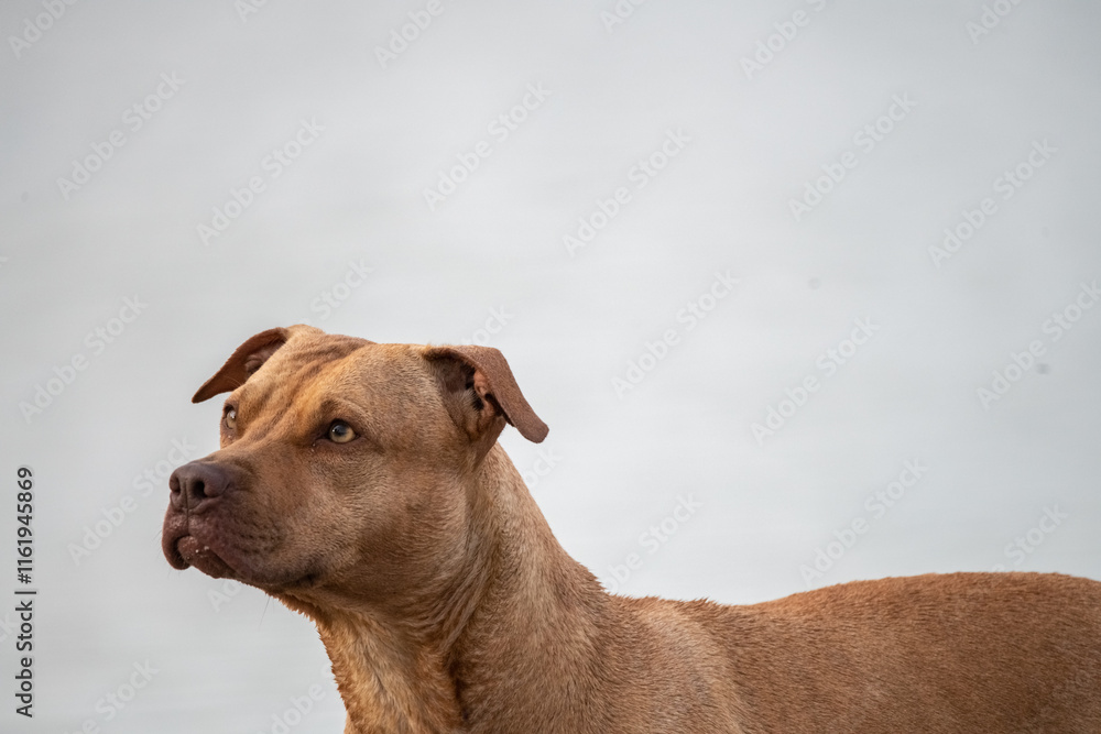 Beautiful purebred dog outdoors in summer. Beautiful purebred dog outdoors in summer.