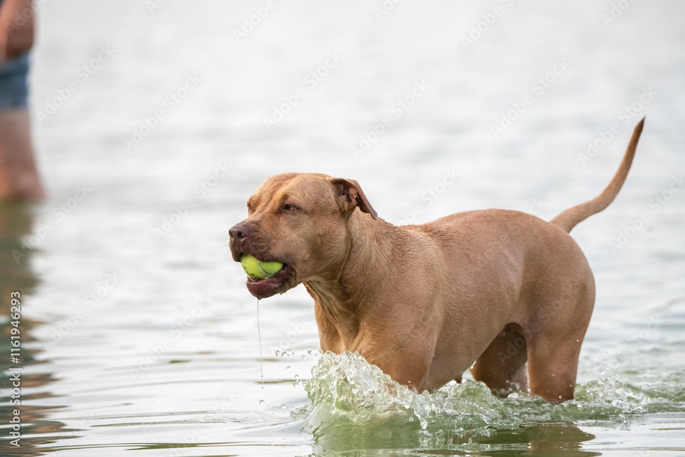 Beautiful purebred dog outdoors in summer. Beautiful purebred dog outdoors in summer.