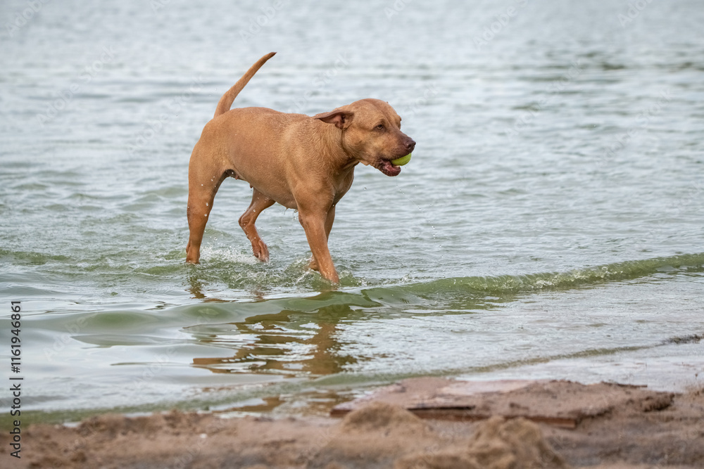 Beautiful purebred dog outdoors in summer. Beautiful purebred dog outdoors in summer.