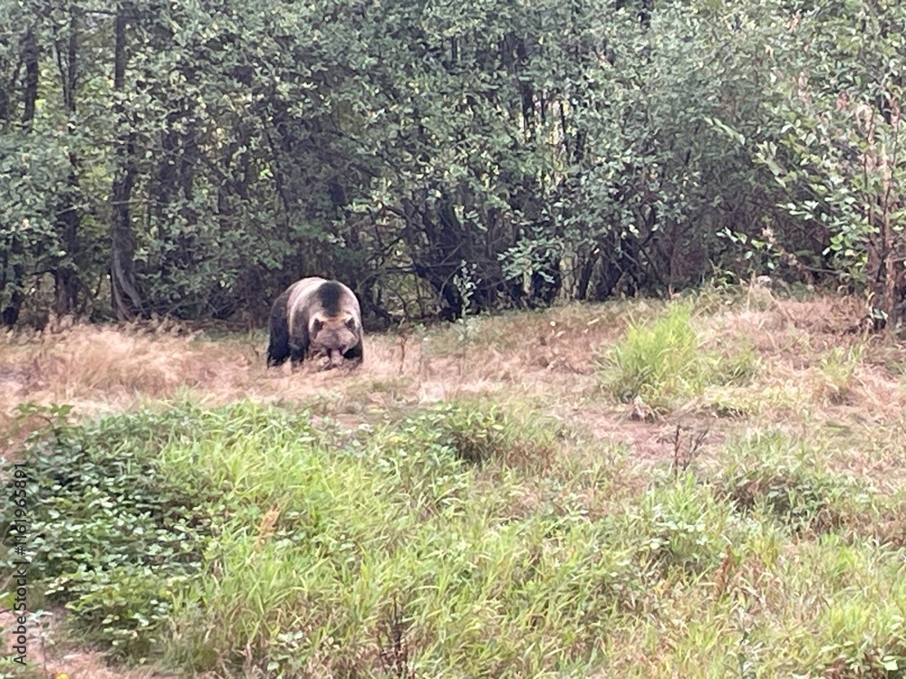 Grizzly Bear in a Forest Clearing Surrounded by Greenery Grizzly Bear in a Forest Clearing Surrounded by Greenery