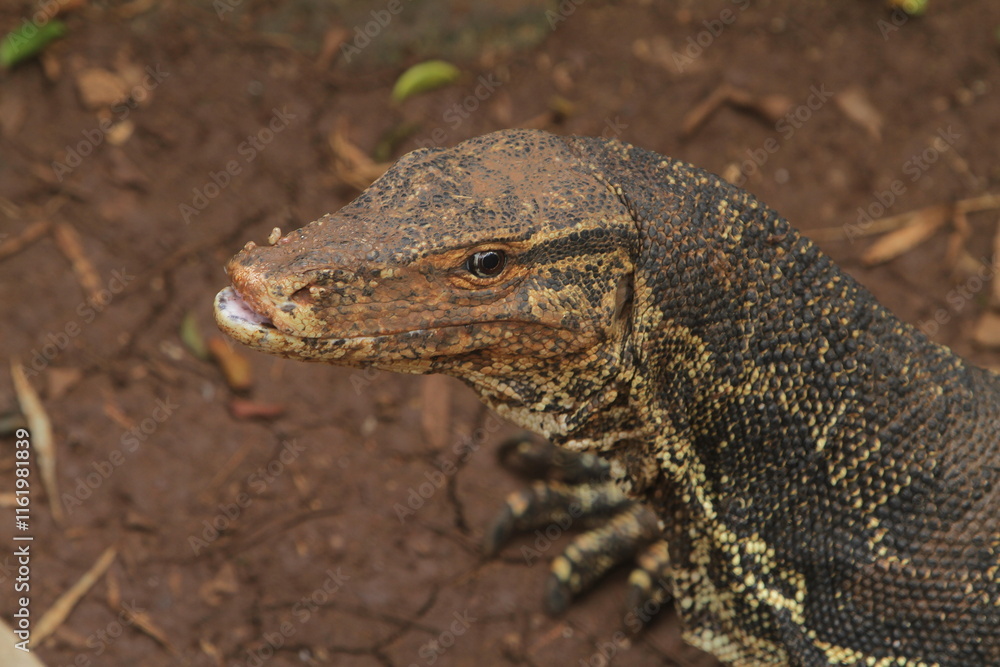 closeup of curious salvator lizard face closeup of curious salvator lizard face