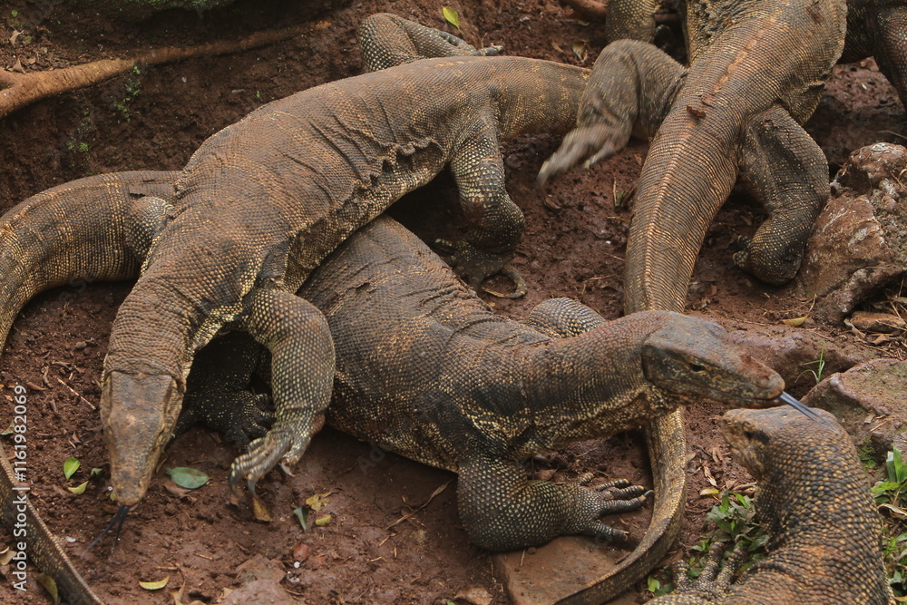 The salvator lizards were huddled on the rocks The salvator lizards were huddled on the rocks