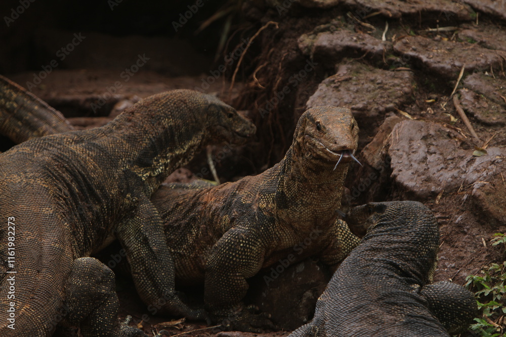 The salvator lizards were huddled on the rocks The salvator lizards were huddled on the rocks