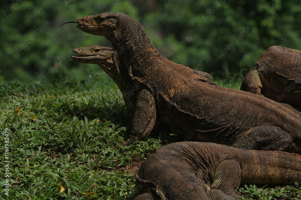 The salvator lizards were huddled in the bushes The salvator lizards were huddled in the bushes