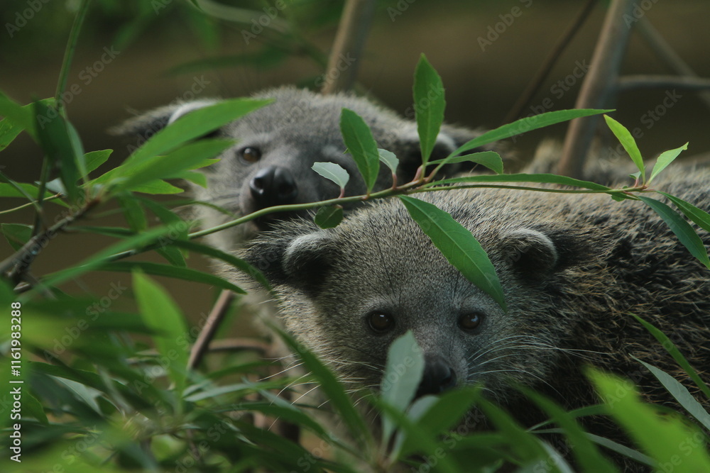 Fototapeta premium a binturong stares behind the leaves
