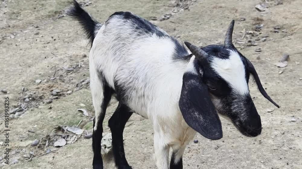 Black and white sheep and goats grazing in a rustic farm Black and white sheep and goats grazing in a rustic farm