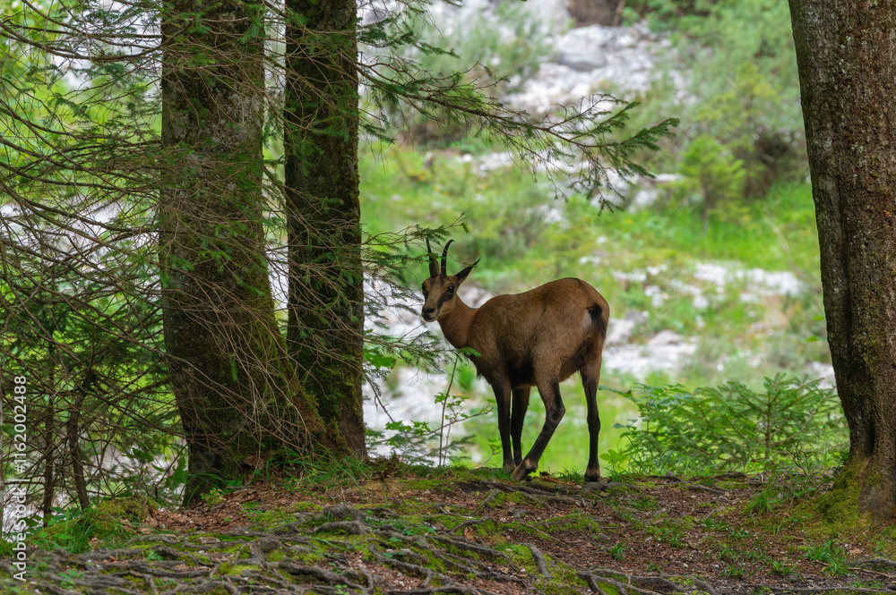 Gams steht im Wald Gams steht im Wald