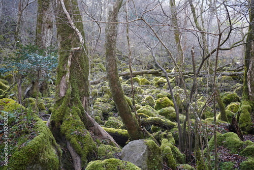 冬の苔むした原生林 photo