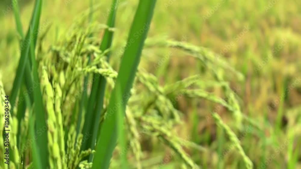 4K video of green rice fields with smooth camera movements, showing ripening rice plants. Perfect for agricultural, rural, and nature projects 4K video of green rice fields with smooth camera movements, showing ripening rice plants. Perfect for agricultural, rural, and nature projects