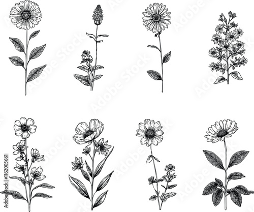 Set of wildflower and botanical plants