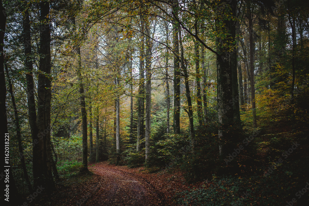 Obraz premium A curving path through the woods in autumn