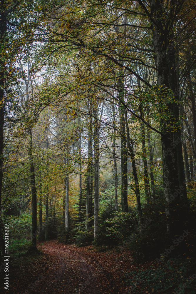 A curvy path through the forest in autumn A curvy path through the forest in autumn