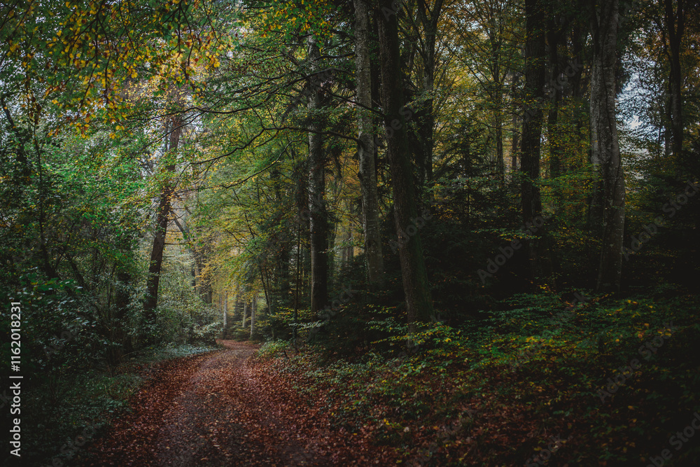 A leaf-strewn path through the forest A leaf-strewn path through the forest
