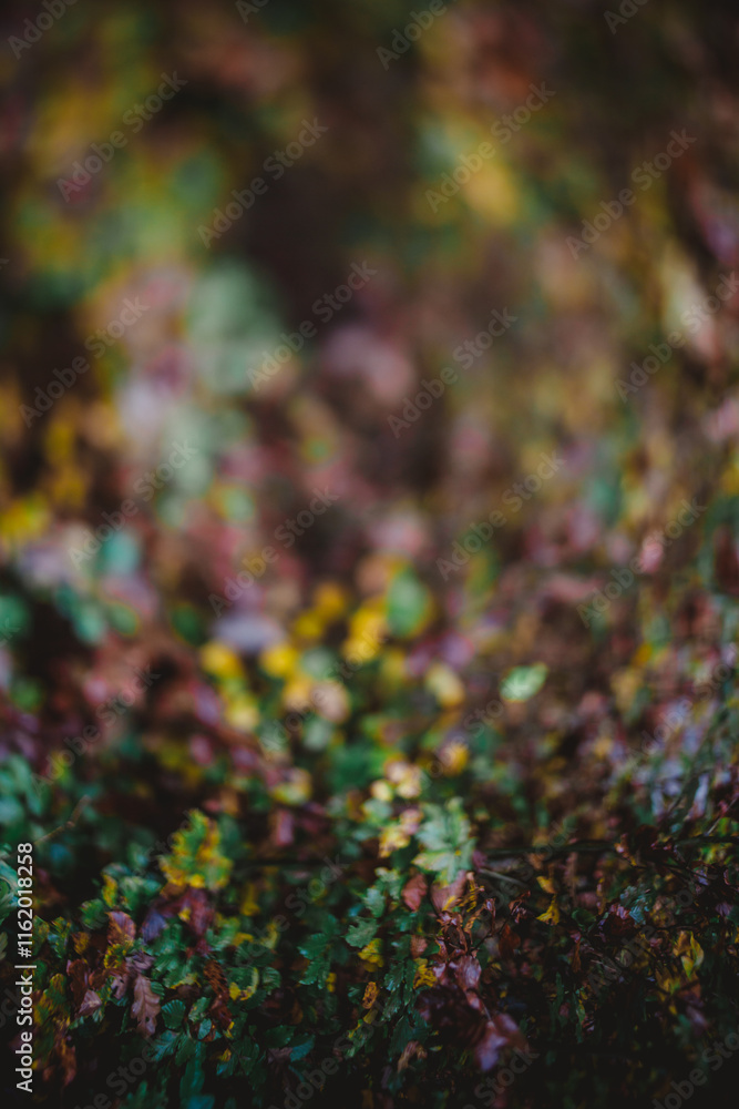 Obraz premium Fall colored leaves in the forest out of focus