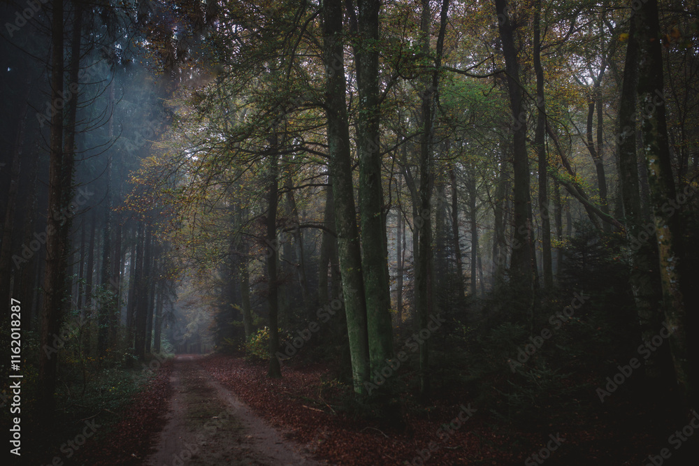 A forest road in the fog A forest road in the fog