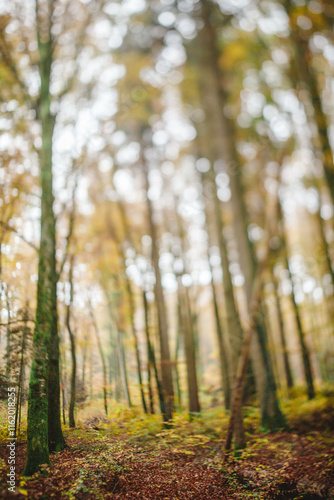 Trees in the forest with yellow leaves out of focus photo