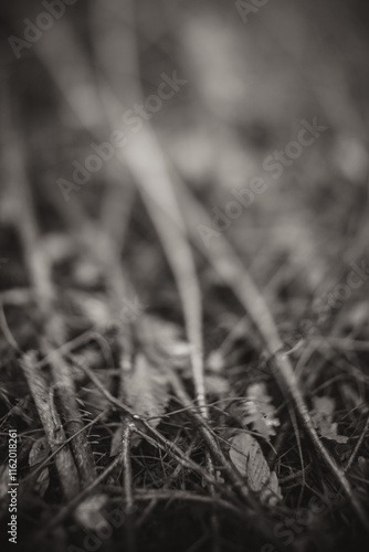 Sticks in the forest in black and white freelensed photo