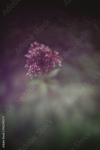 A purple flower seedhead freelensed photo