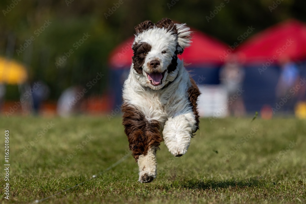 Portuguese Water Dog Running Lure Course Sprint Dog Sport Portuguese Water Dog Running Lure Course Sprint Dog Sport