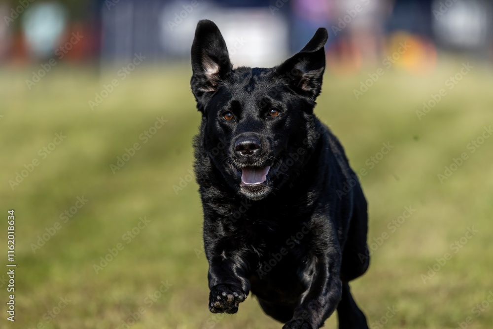 Black Labrador Retriever Lab Running Lure Course Sprint Dog Sport Black Labrador Retriever Lab Running Lure Course Sprint Dog Sport