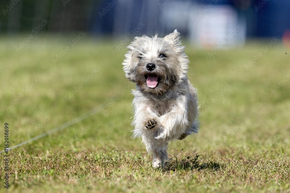Cairn Terrier Running Lure Course Sprint Dog Sport Cairn Terrier Running Lure Course Sprint Dog Sport